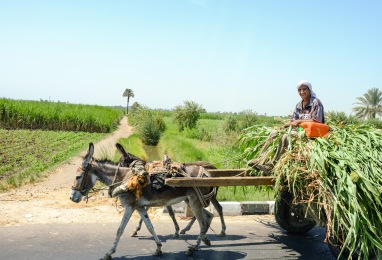 A man transferring harvested sugar cane.